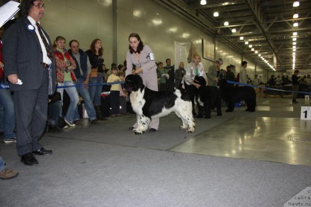 Фото: ньюфаундленд Piternyuf Play Boy (Питерньюф Плэй Бой), ньюфаундленд Plyushevaya Panda Parijskiy SHik (Плюшевая Панда Парижский Шик), ньюфаундленд Giacomo vom Darius Land