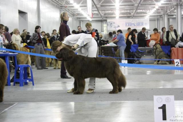 Фото: ньюфаундленд Angel Moey Duchi Sladkaya Shokoladka (Ангел Моей Души Сладкая Шоколадка)