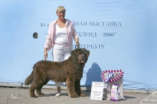 Фото: ньюфаундленд Peter-Bear Osborn Ays YEdams (Петер-Беар Осборн Айс Эдамс), Marina Volotovich (Марина Волотович)