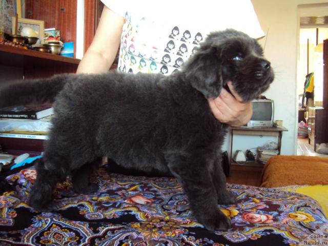 Фото: ньюфаундленд Missiya Blyu fo Marleon iz Sibirskoy Glubinki (Миссия Блю фо Марлеон из Сибирской Глубинки)