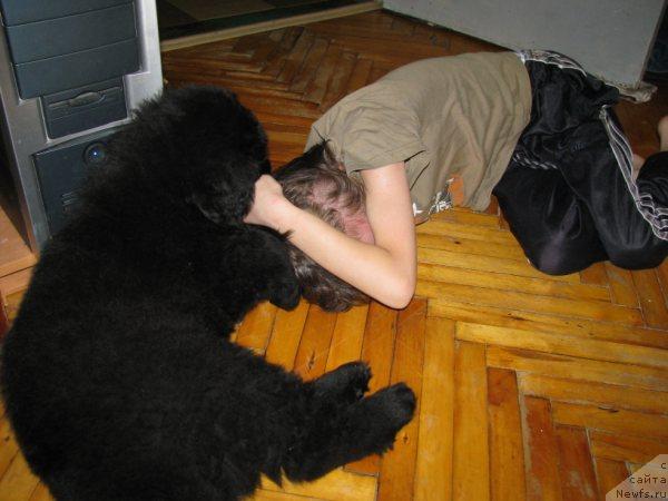 Фото: ньюфаундленд Fann'yuf Uilgryem Syer (Фанньюф Уилгрэм Сэр), Даня