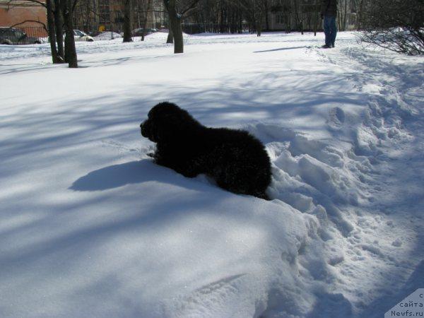 Фото: ньюфаундленд Fann'yuf Uilgryem Syer (Фанньюф Уилгрэм Сэр)