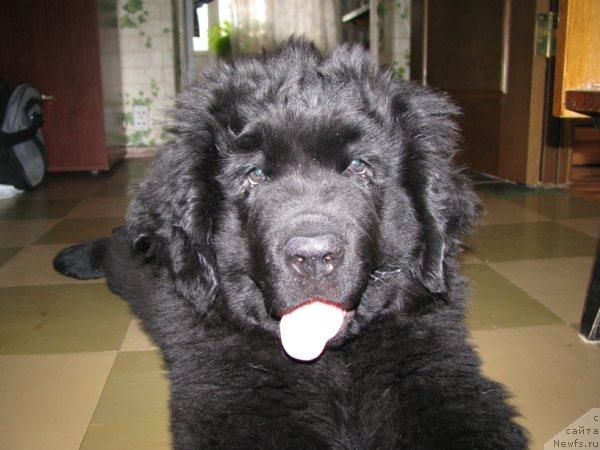 Фото: ньюфаундленд Fann'yuf Uilgryem Syer (Фанньюф Уилгрэм Сэр)