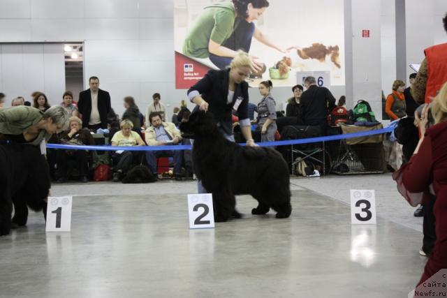 Фото: ньюфаундленд Just For My Heart Midnight Bear