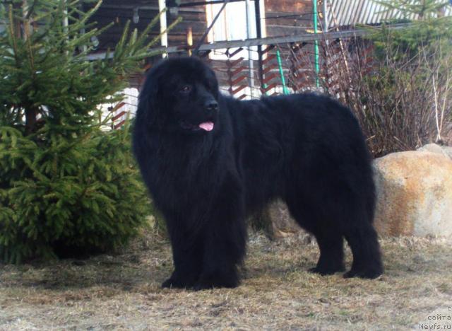 Фото: ньюфаундленд Barry Peyv Black (Барри Пейв Блэк)
