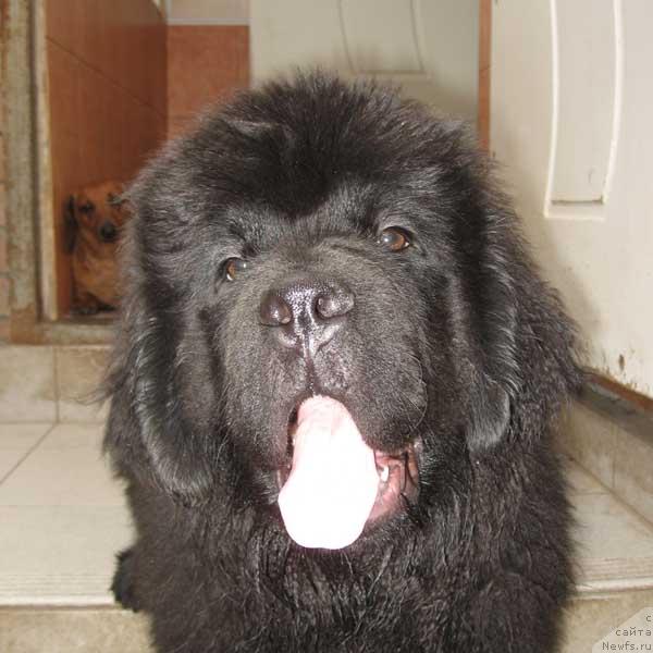 Фото: ньюфаундленд Vinces iz Medvejyego Yara Dlja Berega Dona (Винчес из Медвежьего Яра для Берега Дона)