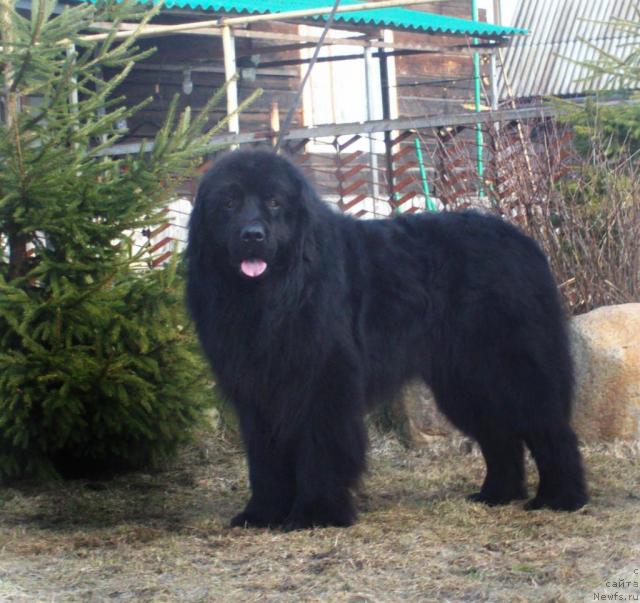Фото: ньюфаундленд Barry Peyv Black (Барри Пейв Блэк)