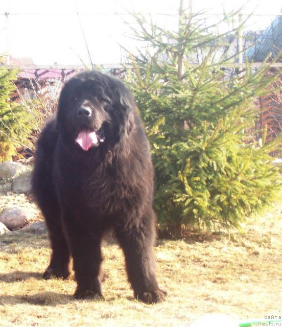 Фото: ньюфаундленд Kenni (Кенни)
