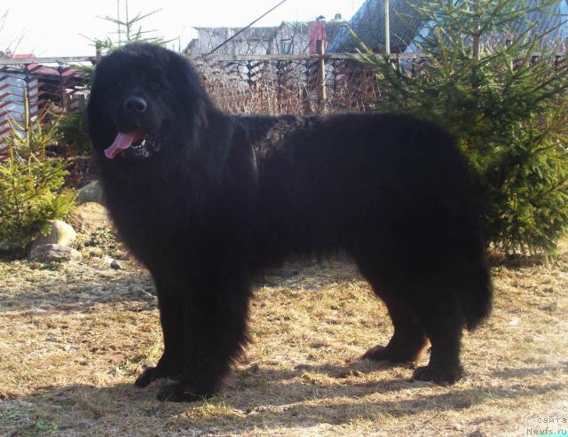 Фото: ньюфаундленд Kenni (Кенни)