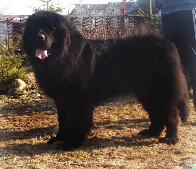 Фото: ньюфаундленд Kenni (Кенни)