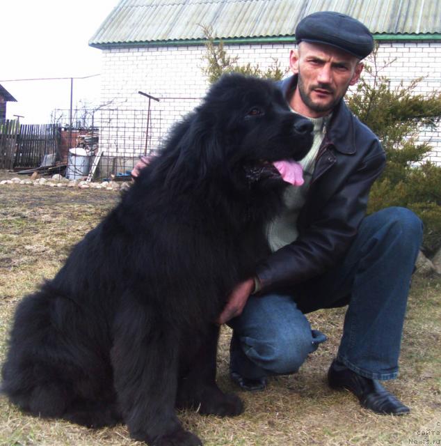 Фото: ньюфаундленд Dayna Kuin (Дайна Куин)