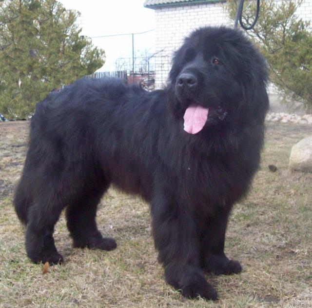 Фото: ньюфаундленд Dayna Kuin (Дайна Куин)