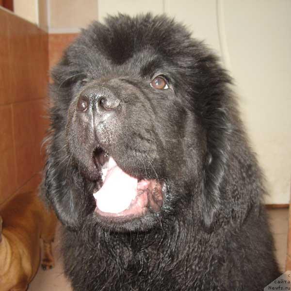 Фото: ньюфаундленд Vinces iz Medvejyego Yara Dlja Berega Dona (Винчес из Медвежьего Яра для Берега Дона)