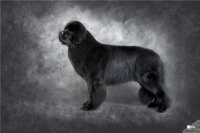 Фото: ньюфаундленд Sent Djons Rollex (Сент Джонс Роллекс), 16 мес