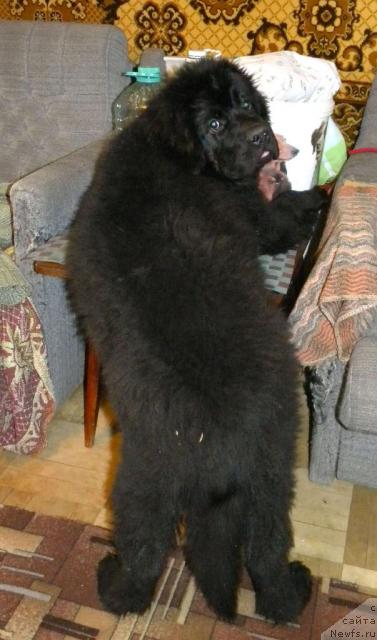 Фото: ньюфаундленд Aquatoriya Kelvin Kadril (Акватория Келвин Кадриль)