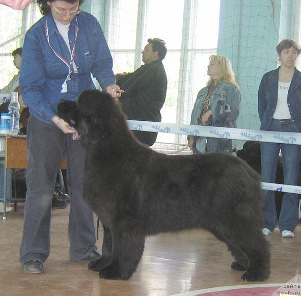 Фото: ньюфаундленд Admiration For All iz Medvejyego Yara (Адмирейшен Фор Ол из Медвежьего Яра)