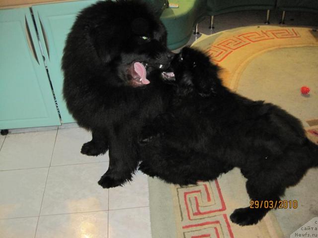 Фото: ньюфаундленд N'yufort Lunnyiy Barhat (Ньюфорт Лунный Бархат)