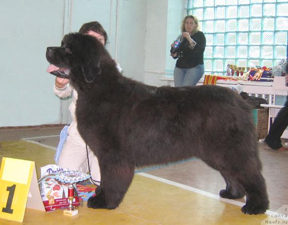 Фото: ньюфаундленд Admiration For All iz Medvejyego Yara (Адмирейшен Фор Ол из Медвежьего Яра)