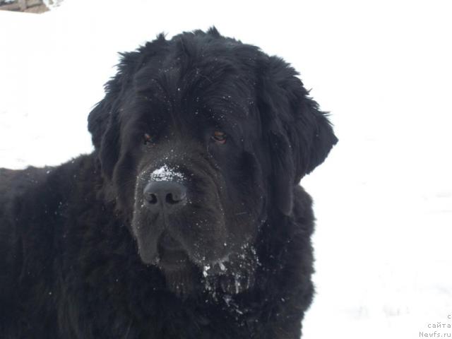 Фото: ньюфаундленд Yarada iz Sibirskoy Glubinki (Ярада из Сибирской Глубинки)