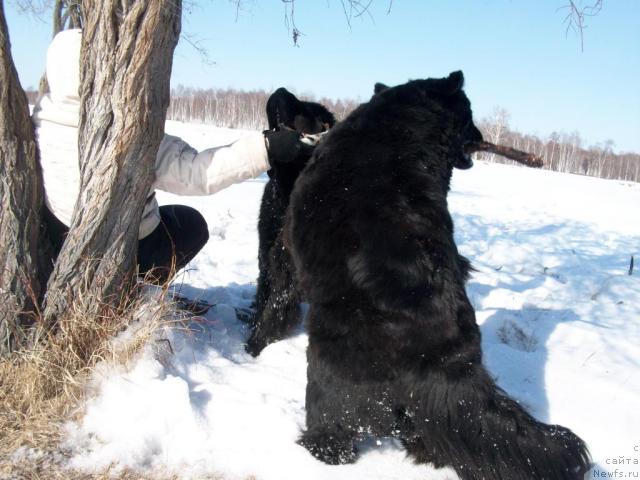 Фото: ньюфаундленд Yarada iz Sibirskoy Glubinki (Ярада из Сибирской Глубинки)