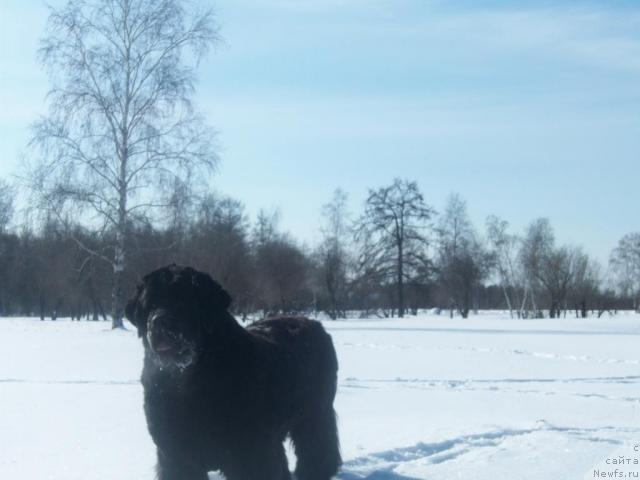 Фото: ньюфаундленд Yarada iz Sibirskoy Glubinki (Ярада из Сибирской Глубинки)