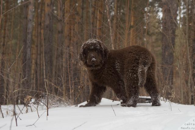 Фото: ньюфаундленд Ispolin iz Carstva Medvedey (Исполин из Царства Медведей)