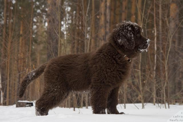 Фото: ньюфаундленд Ispolin iz Carstva Medvedey (Исполин из Царства Медведей)