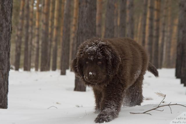 Фото: ньюфаундленд Ispolin iz Carstva Medvedey (Исполин из Царства Медведей)