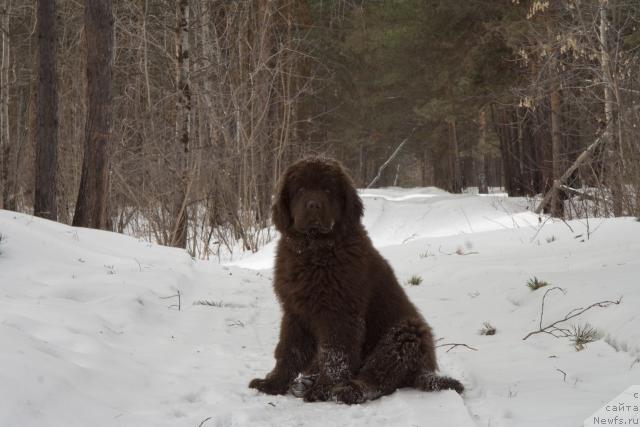 Фото: ньюфаундленд Ispolin iz Carstva Medvedey (Исполин из Царства Медведей)