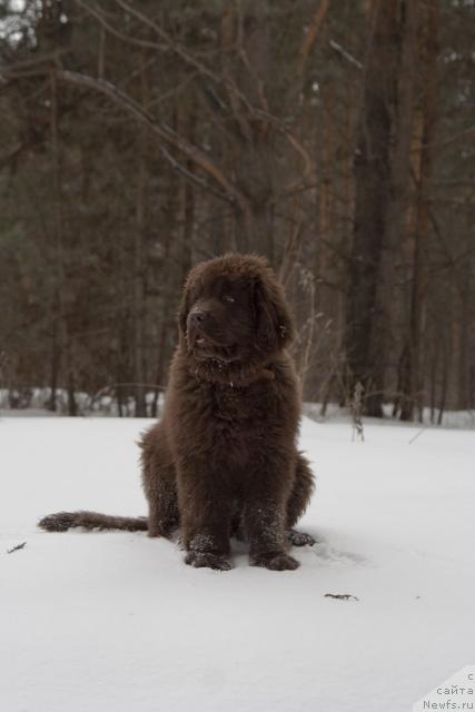 Фото: ньюфаундленд Ispolin iz Carstva Medvedey (Исполин из Царства Медведей)