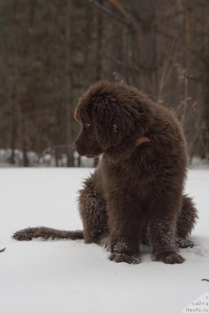 Фото: ньюфаундленд Ispolin iz Carstva Medvedey (Исполин из Царства Медведей)