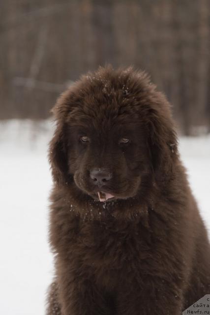Фото: ньюфаундленд Ispolin iz Carstva Medvedey (Исполин из Царства Медведей)
