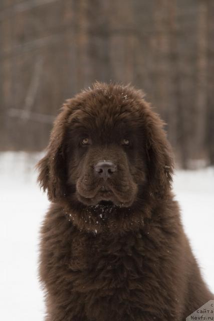 Фото: ньюфаундленд Ispolin iz Carstva Medvedey (Исполин из Царства Медведей)