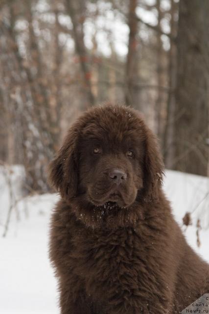 Фото: ньюфаундленд Ispolin iz Carstva Medvedey (Исполин из Царства Медведей)