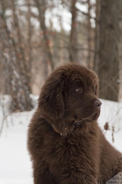 Фото: ньюфаундленд Ispolin iz Carstva Medvedey (Исполин из Царства Медведей)