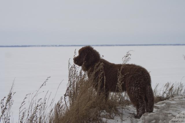 Фото: ньюфаундленд Ispolin iz Carstva Medvedey (Исполин из Царства Медведей)
