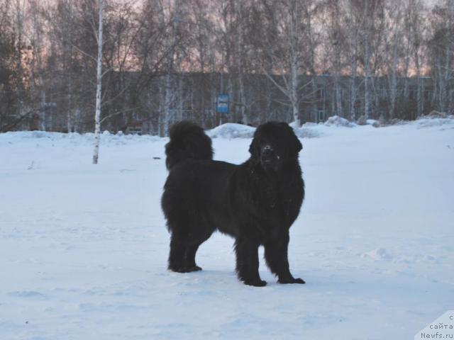 Фото: ньюфаундленд Formula Lyubvi ot Sibirskogo Medvedya (Формула Любви от Сибирского Медведя)