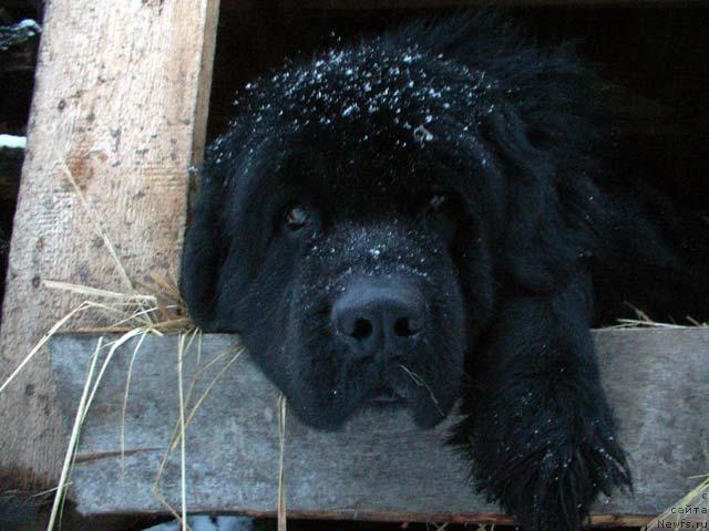 Фото: ньюфаундленд Velikiy Medved' Beguschiy po Volnam (Великий Медведь Бегущий по Волнам)