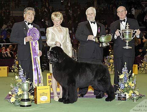 Фото: ньюфаундленд Darbydales All Rise Pouch Cove
