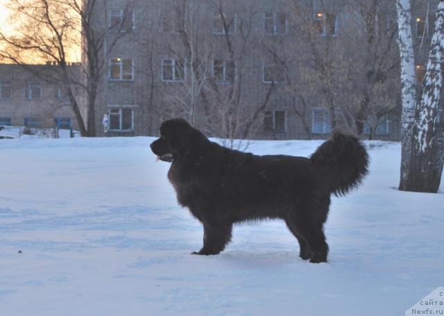 Фото: ньюфаундленд Formula Lyubvi ot Sibirskogo Medvedya (Формула Любви от Сибирского Медведя)