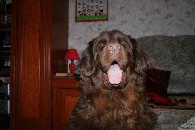 Фото: ньюфаундленд Garmoniya (Гармония)