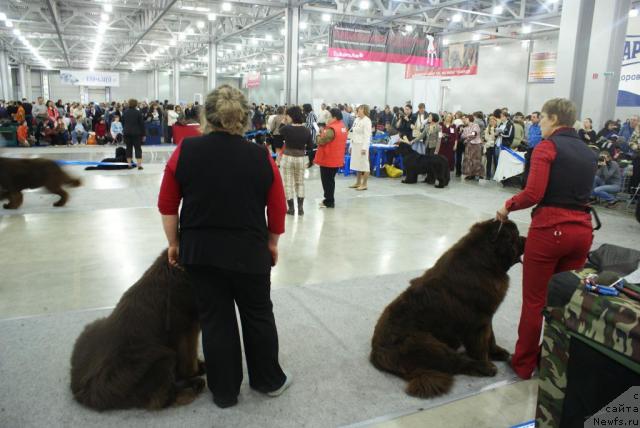 Фото: ньюфаундленд Garmoniya (Гармония)