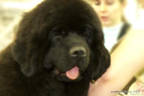 Фото: ньюфаундленд Potap YA (Потап Я)