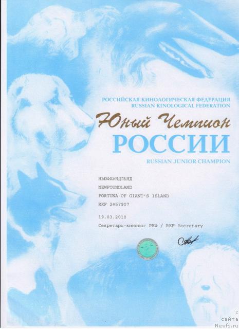 Фото: ньюфаундленд Fortuna of Giant's Island