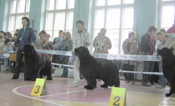 Фото: ньюфаундленд Lifeguard's American Style, ньюфаундленд Tsarskiy Roman iz Medvejyego Yara (Царский Роман из Медвежьего Яра), ньюфаундленд Egipetsky Pharaon iz Tihogo Omuta (Египетский Фараон из Тихого Омута)