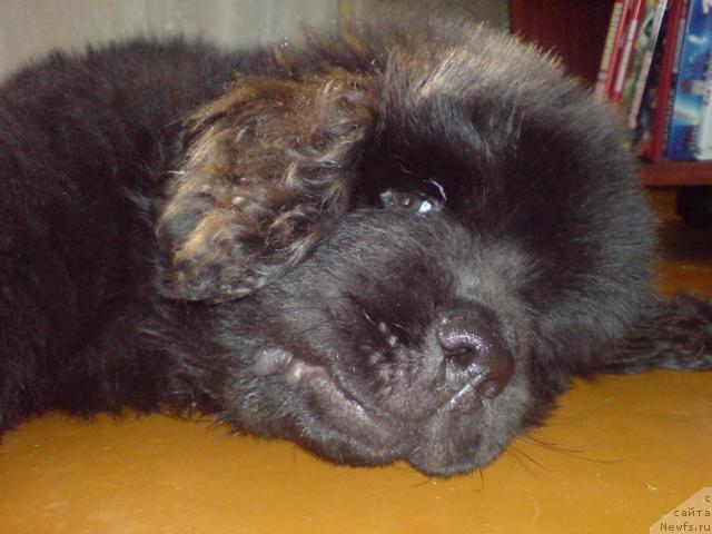 Фото: ньюфаундленд Uyutnaya Dolina Andros Grif (Уютная Долина Андрос Гриф)