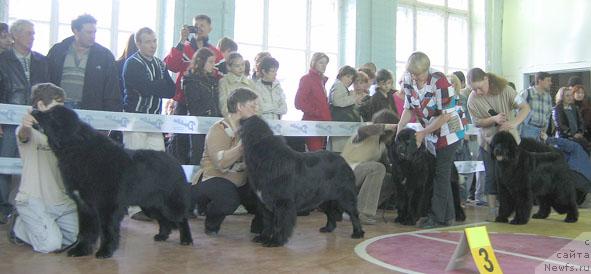 Фото: ньюфаундленд Kolomba Nyera iz Plemeni Kedra (Коломба Нэра из Племени Кедра), ньюфаундленд Indiana Dzhuna iz Tihogo Omuta (Индиана Джуна из Тихого Омута), ньюфаундленд Istoria Lubvi iz Tihogo Omuta (История Любви из Тихого Омута), ньюфаундленд Shemahanskaya Tsaritsa (Шемаханская Царица)