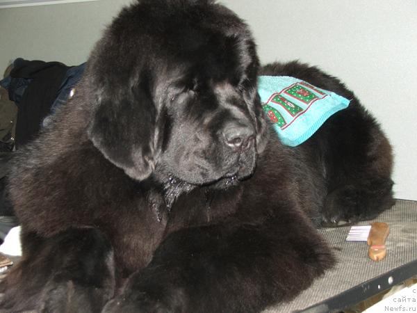 Фотография № 40060