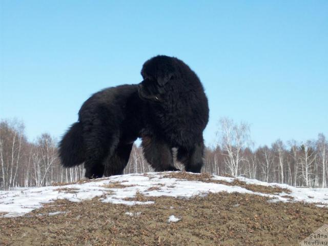 Фото: ньюфаундленд Karat iz Medvejyego Yara (Карат из Медвежьего Яра)