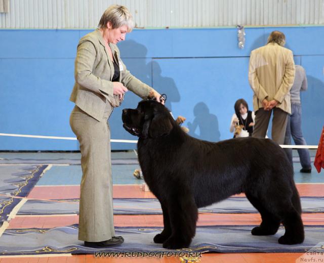 Фото: ньюфаундленд Giacomo vom Darius Land, Nina Bazulina (Нина Базулина)